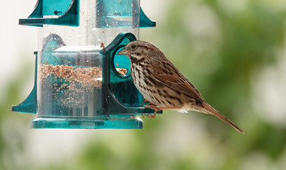 Female House Finch at feeder