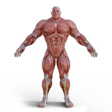 Anatomu Muscleman