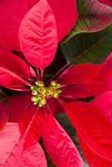 Christmas decoration natural organic flower in Guatemala, Central America. Euphorbia pulcherrima in Guatemala, flower pascua. Christmas plant.