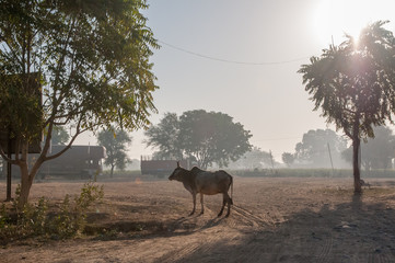 Strolling cow in the countryside of Rajasthan, India