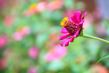 Beautiful pink Zinnia flower (Zinnia violacea Cav.) in summer garden on sunny day. Zinnia is a genus of plants of the sunflower tribe within the daisy family.