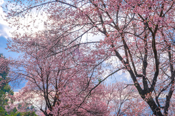 Wild Himalayan Cherry or Prenus Cerasoides, call "Nang Phaya Suar Klong" tree; the pink flower blossom full bloom on all of the tree look like a sakura., Thailand.
