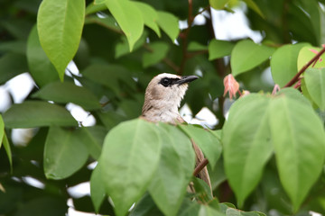 bird finches on a branch