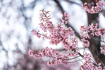 Wild Himalayan Cherry or Prenus Cerasoides, call 