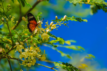 Cute leopard lacewing butterfly (Cethosia cyane), a species of heliconiine butterfly. Beautiful orange black white spotted butterfly perching on wild flowers under clear blue sky background.