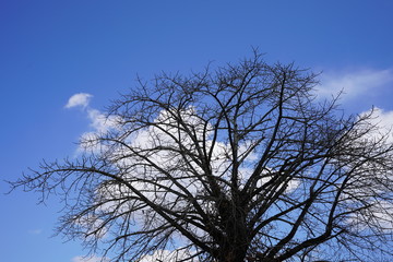 Fototapeta na wymiar silhouette shape of sala tree.