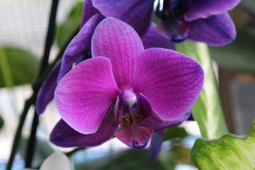 Naklejka na ściany i meble Purple Orchid
