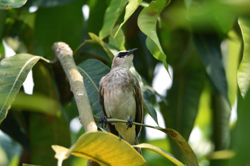 bird finches on a branch