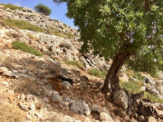 tree in the mountains