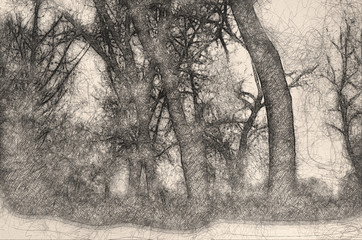 Sketch of Mood Shadows in the Dark Misty Forest