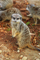 Erdmännchen