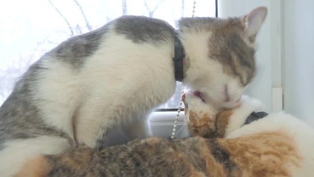 funny video cat. cats lick each other kitten. lifestyle slow motion video. Cats grooming and licking each other. pet a cute video