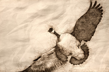 Sketch of a Plump Canada Goose in Flight