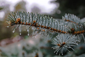 The branches of a coniferous tree in spring. Melting snow and water drops. Thaw. Blurred background. The concept of the end of winter and early spring.