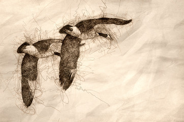 Sketch of a Synchronized Flying Demonstration by a Pair of Canada Geese
