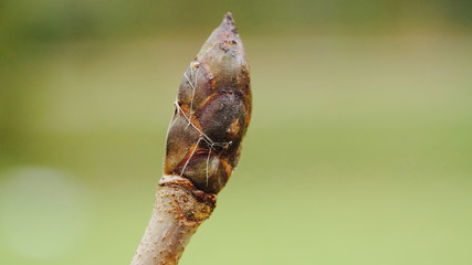 Bud on a tree.