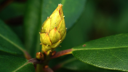 Plant ready for spring.