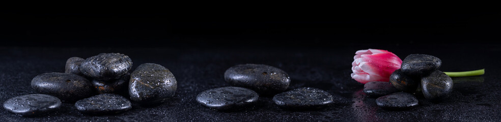 Panoramic image of zen stones with water drops and a tulip on a black background