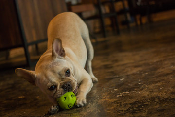 Close up white French Bulldog playing its ball.