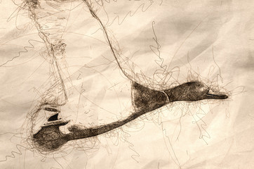 Sketch of a Mallard Duck in Flight