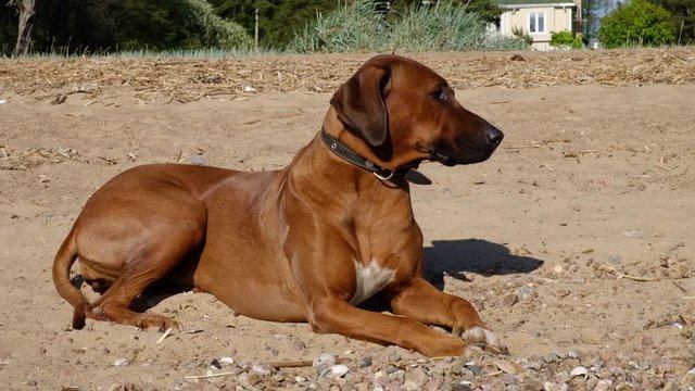 Active athletic dog puppy running at the sea