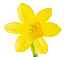 Isolated yellow daffodil flower blossom