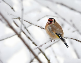European goldfinch sitting on a snow covered tree branch