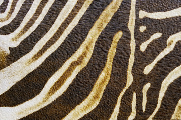 Zebra skin. seamless Zebra fur texture background.High-resolution seamless texture