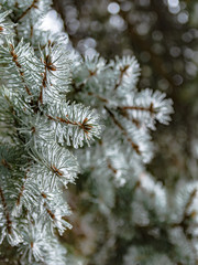 The branches of a coniferous tree in spring. Melting snow and water drops. Thaw. Blurred background. The concept of the end of winter and early spring.