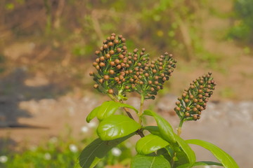 Combretaceae or Bush willow and finger lies on the ground flower, growing on green nature blurred background.