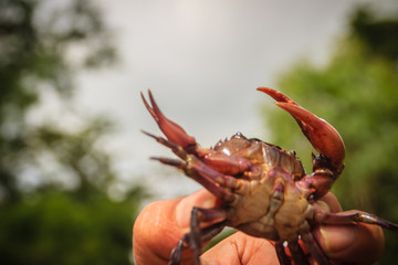 Hand holds freshwater crab or rice field crab (Somanniathelphusa) that can be found in fresh water in rivers, canals or in rice fields.