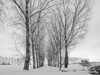 hiver neige & arbres