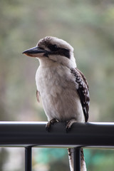 Kookaburra
