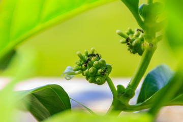 Young green Morinda citrifolia fruit on tree, also known as great morinda, Indian mulberry, noni, beach mulberry, and cheese fruit.
