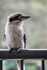 Kookaburra