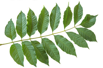Beautiful walnut leaf isolated on a white background