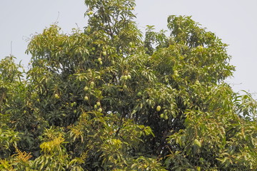 Mango tree green leaves texture background.
