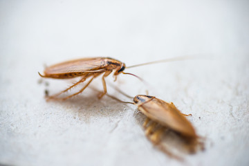 Macro photo of cockroaches