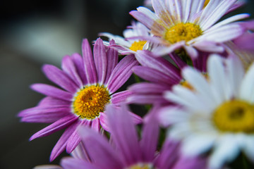 Argyranthemum Angelic