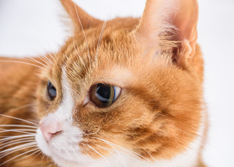 Portrait of a frightened cat close-up.