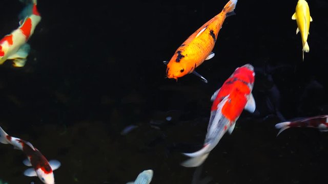 colorful koi fishes in a pond