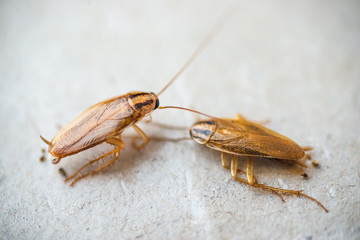 Macro photo of cockroaches