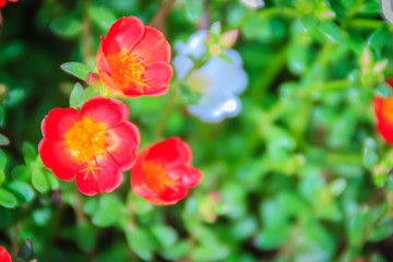 Beautiful red portulaca oleracea flower, also known as common purslane, verdolaga, little hogweed, red root, or pursley.