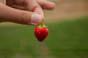 Obraz premium Close up gardener picking the fresh strawberry from the strawberry tree.