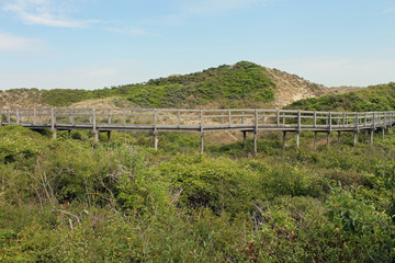 Fototapeta na wymiar Pas de Calais, dunes de Merlimont 