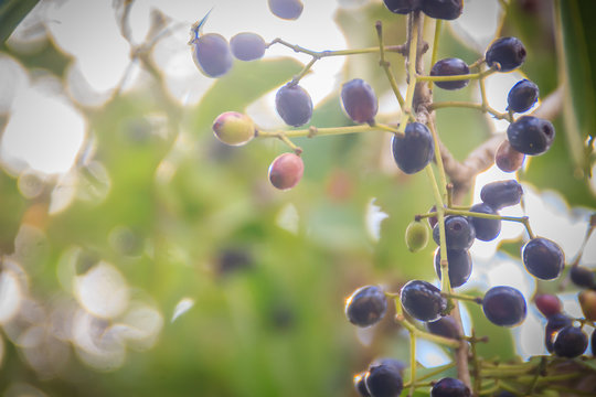 Organic purple Syzygium cumini fruits on tree. Syzygium cumini, known as jambul, jambolan, jamblang or jamun, is an evergreen tropical tree.