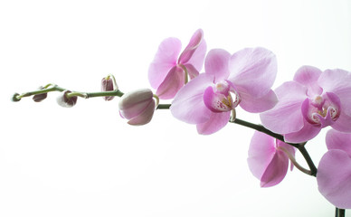 Phalaenopsis orchid on the white background.