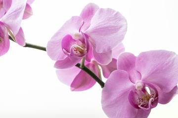Obraz premium Orchidea Phalaenopsis na białym tle.