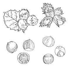 Obraz premium Hand drawn nuts. Hazelnut nut. Vector sketch illustration.