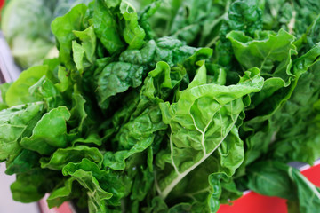 fresh green spinach leaves